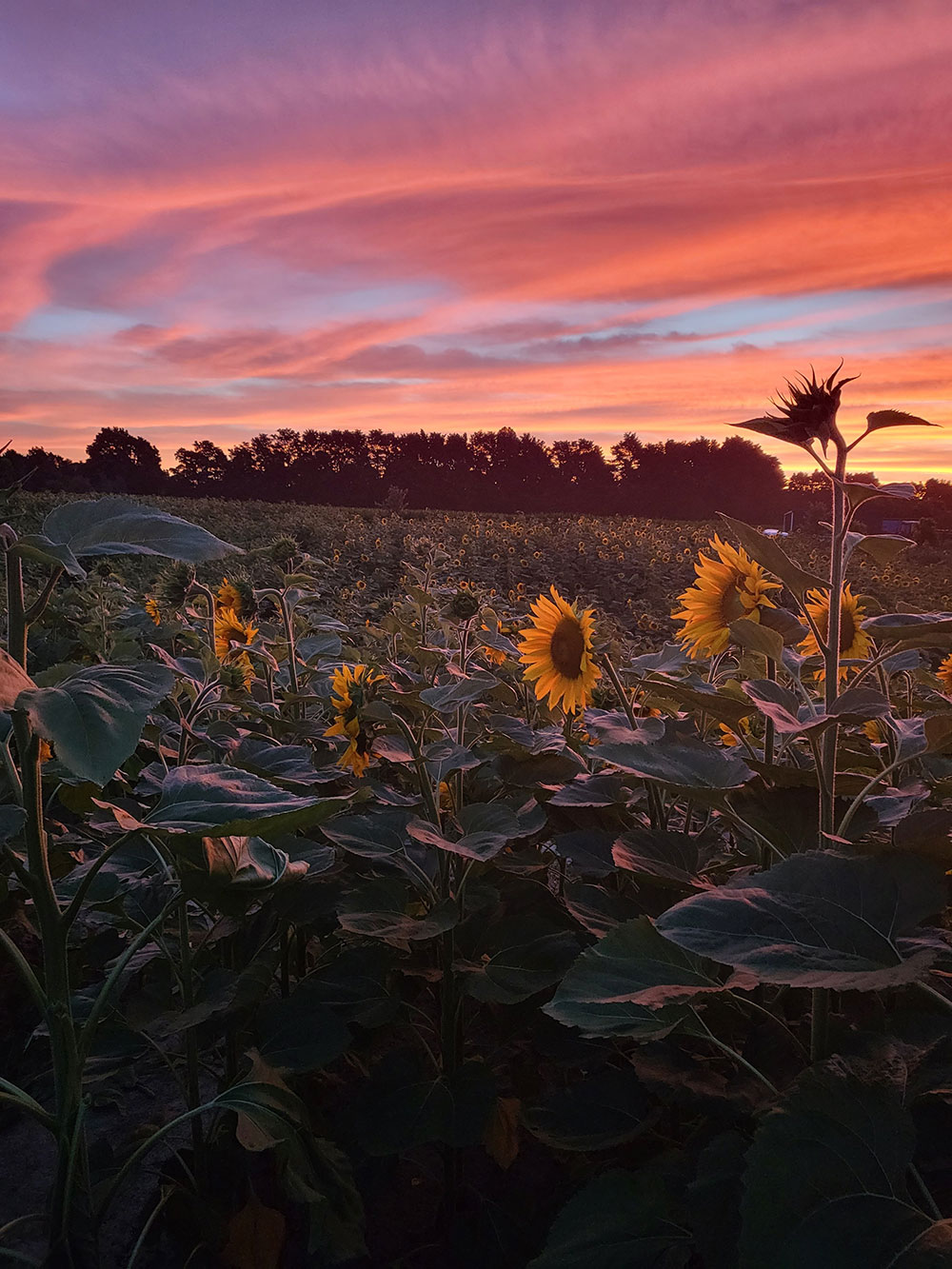 Gallery Sunflower Farm