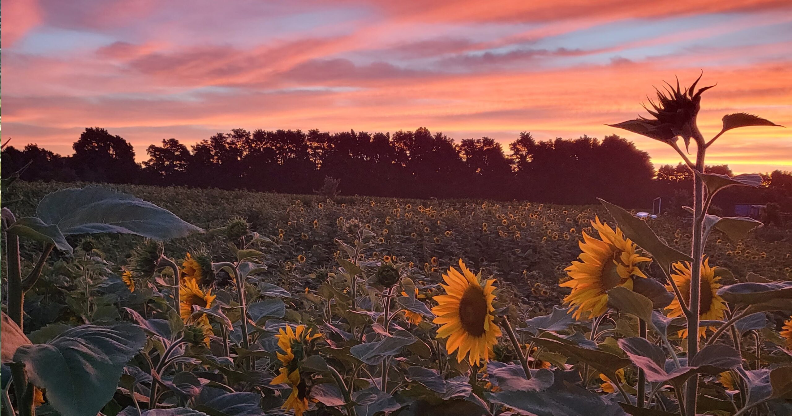 Gallery Sunflower Farm
