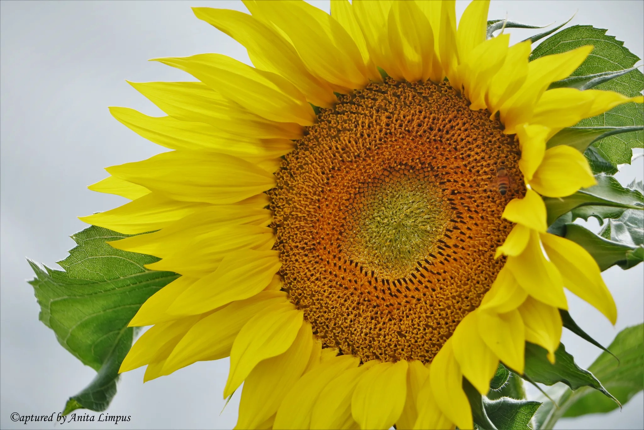 Gallery – Sunflower Farm